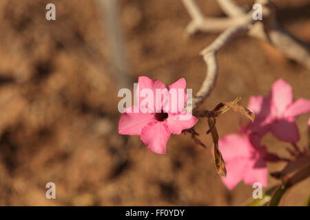 Pink flowers on Adenium obesum swazicum blooms from November through may in Swaziland. Stock Photo