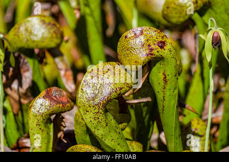 Darlingtonia californica plants in a protected bog near Florence, Oregon
