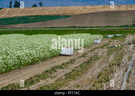 Field of carrot plants being grown to harvest seed for future production.  Eastern Oregon Stock Photo