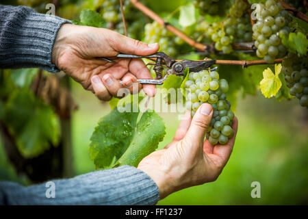 Caucasian farmer clipping grapes from vine Stock Photo