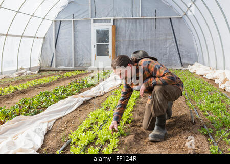 Caucasian farmer examining plants in greenhouse Stock Photo