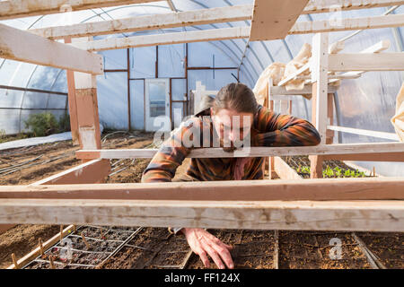 Caucasian farmer examining plants in greenhouse Stock Photo