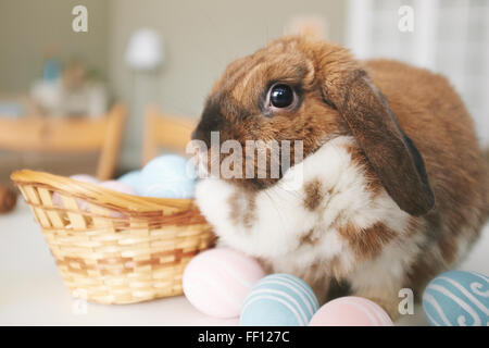 Easter bunny sitting by painted eggs Stock Photo