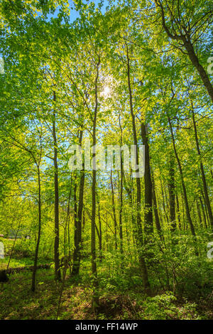 Spring Sun Shining Through Canopy Of Tall Trees. Upper Branches Of Tree. Sunlight Through Green Tree Crown Stock Photo