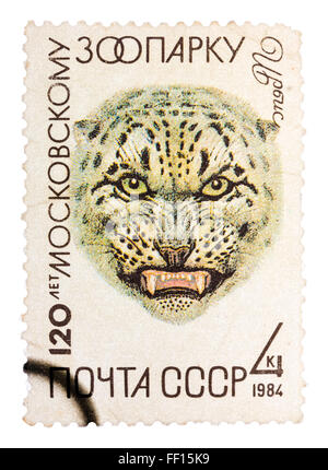 RUSSIA - CIRCA 1984: A stamp printed in Russia, shows Snow leopard in Moscow Zoo, 120th Annivarsery series, circa 1984. Stock Photo