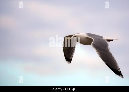 Gull in flight Stock Photo