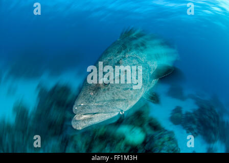 Potato cod  Epinephelus tukula Stock Photo