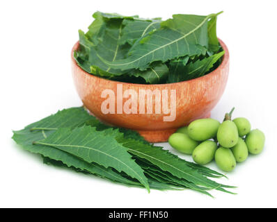 Medicinal neem fruits with leaves in a bowl over white backgrokund Stock Photo