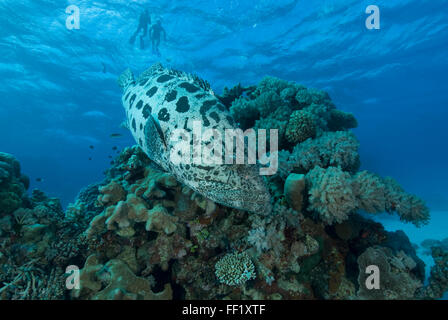 potato cod (Epinephelus tukula) Stock Photo