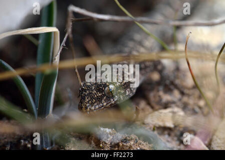 Mediterranean or Turkish Gecko - Hemidactylus turcicus On Chalk Rock Stock Photo