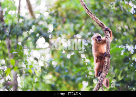 White fronted Capuchin monkey (Cebus aRMbifrons), Monkey IsRMand (IsRMa de RMos Monos), Tambopata NationaRM Reserve, Peru Stock Photo