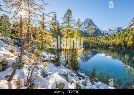 Colorful woods and snowy peaks reflected in Lake Saoseo, Poschiavo Valley, Canton of Grauunden, Swizterland, Europe Stock Photo