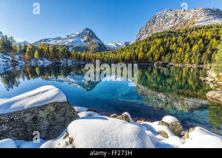 Colorful woods and snowy peaks reflected in Lake Saoseo, Poschiavo Valley, Canton of Graubunden, Swizterland, Europe Stock Photo