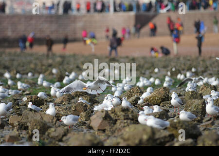 Qingdao, China's Shandong Province. 10th Feb, 2016. Seagulls stay at the beach in Qingdao, a coastal city in east China's Shandong Province, Feb. 10, 2016. Credit:  Huang Jiexian/Xinhua/Alamy Live News Stock Photo