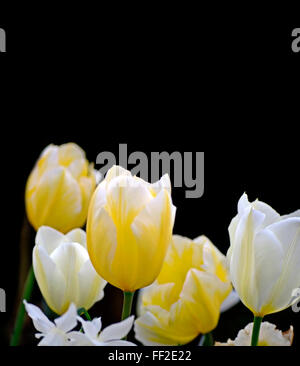 Tulips yellow and cream and white on dark background Stock Photo