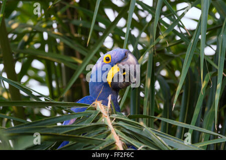 Hyacinth macaw (Anodorhynchus hyacinthinus) eating nuts, PantanaRM, Mato Grosso, BraziRM, South America Stock Photo