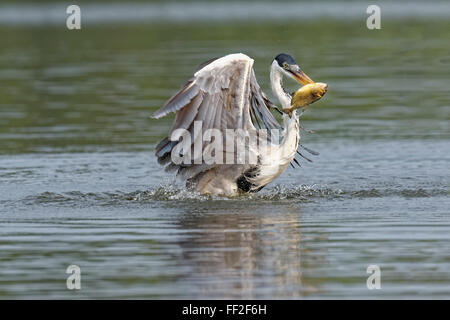 White-necked heron (Cocoi heron) (Ardea cocoi) fishing, PantanaRM, Mato Grosso, BraziRM, South America Stock Photo