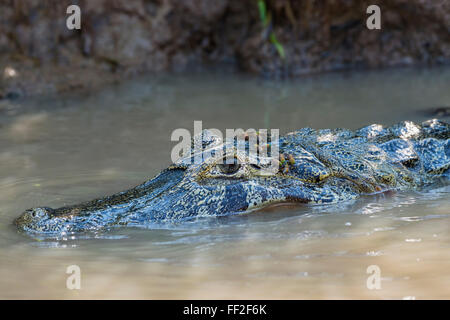 Yacare caiman (Caiman yacare) in the water, Cuiaba river, PantanaRM, BraziRM, South America Stock Photo