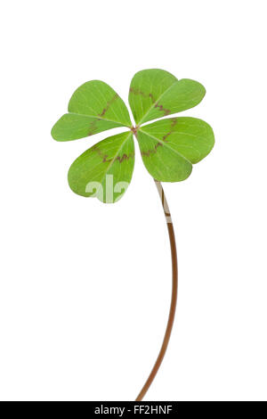 Fresh green Four-leaf clover on white background Stock Photo