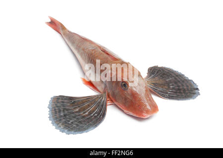 Whole single fresh raw red tub gurnard fish with spread fins on white background Stock Photo