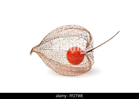 Physalis berry in Autumn on white background Stock Photo