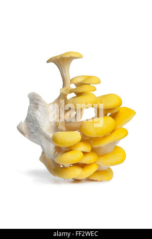 Cluster of freshyellow oyster mushrooms on white background Stock Photo