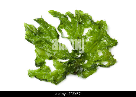 Leaf of Sea lettuce on white background