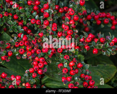 Cotoneaster horizontalis berries Stock Photo