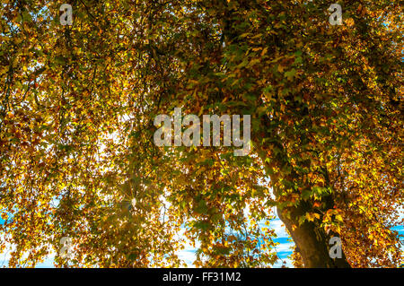 Plane / Platanus tree, late summer leaves turning colour - France. Stock Photo