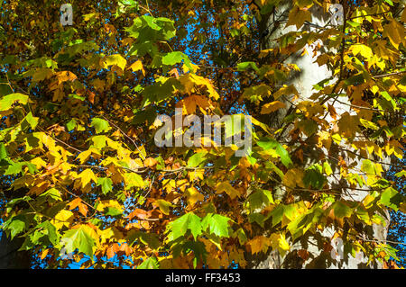 Plane / Platanus tree, late summer leaves turning colour - France. Stock Photo