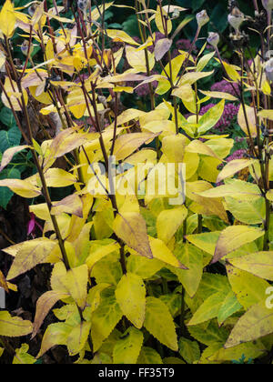 Platycodon grandiflorus autumn foliage colour Stock Photo