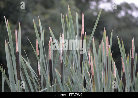 Bulrush (Typha latifolia). Rushes in the family Typhaceae, in flower showing flower spikes with staminate and pistilate flowers Stock Photo