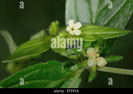 Common gromwell (Lithospermum officinale). A plant in the family Boraginaceae, with flowers and nutlets Stock Photo