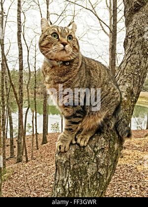 A beautiful Highland Lynx at sitting in a tree looking around. Stock Photo