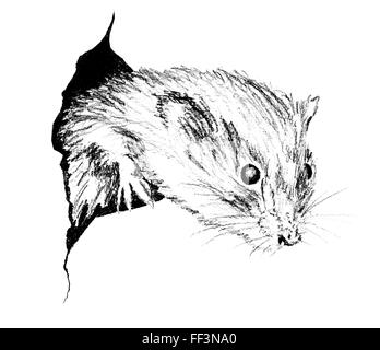 Drawing of the little rodent Stock Photo