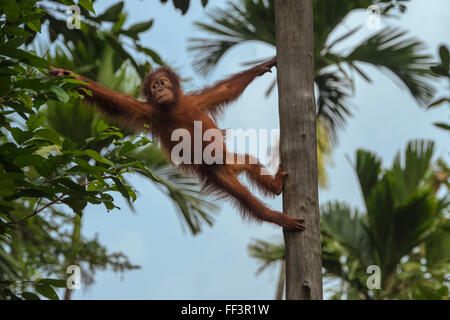 Juvenile Bornean Orangutan on a tree Stock Photo