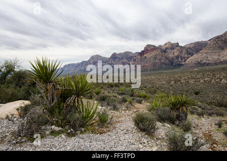 Red Rock Canyon, outside Las Vegas, Nevada. America USA. Stock Photo