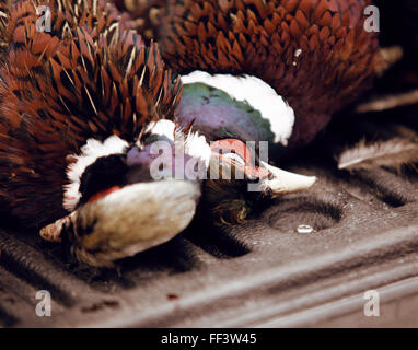 Two pheasants killed by hunters
