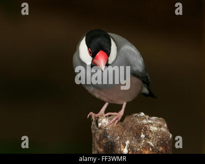 Male Java Rice Sparrow or Javan Finch (Padda oryzivora) perching on a branch Stock Photo