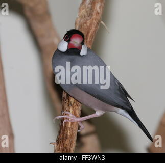 Sotheast Asian Java Rice Sparrow or Javan Finch (Padda oryzivora) perching on a branch Stock Photo
