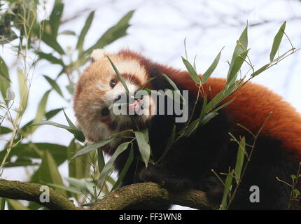 Close-up of the head of an Asian Red Panda (Ailurus fulgens) in a tree, chewing on bamboo leaves. Stock Photo