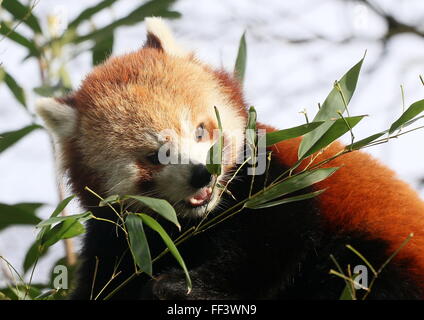Close-up of the head of an Asian Red Panda (Ailurus fulgens) in a tree, chewing on bamboo leaves. Stock Photo