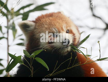 Close-up of the head of an Asian Red Panda (Ailurus fulgens) in a tree, chewing on bamboo leaves. Stock Photo