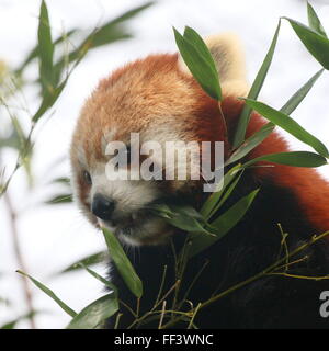 Close-up of the head of an Asian Red Panda (Ailurus fulgens) in a tree, chewing on bamboo leaves. Stock Photo