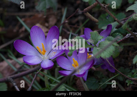 Vivid purple crocus vernus flowers with yellow stamen on the forest floor Stock Photo