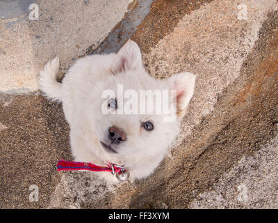 Cute puppy looks up at the camera. Stock Photo