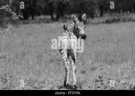 African Zebra Foal looking behind, Limpopo South Africa Stock Photo