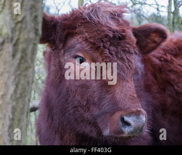 Close up of a red Aberdeen Angus cattle. Red Aberdeen Angus cattle ...