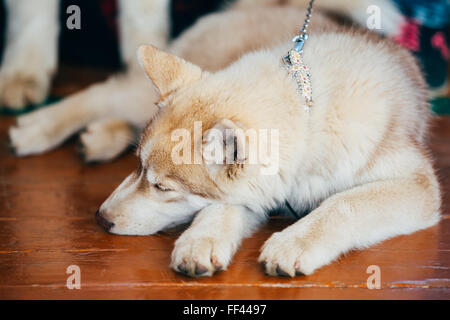 Close Up Head Young Happy Husky Puppy Eskimo Dog Sleeping On Wooden Floor Stock Photo