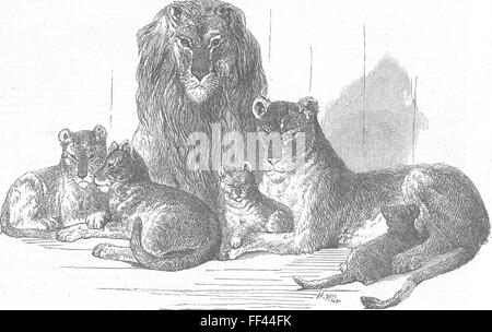 BRISTOL Family of lions in the zoo 1855. Illustrated London News Stock Photo